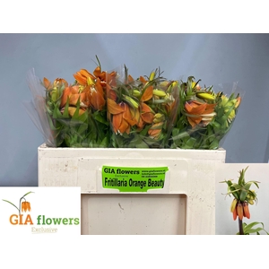 FRIT IMPERIALIS ORANGE BEAUTY