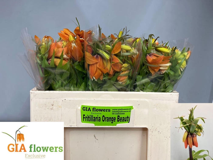 <h4>FRIT IMPERIALIS ORANGE BEAUTY</h4>