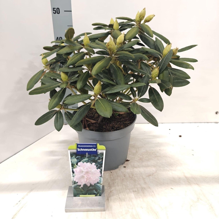 <h4>Rhododendron Yakushimanum</h4>