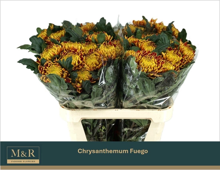 <h4>CHR G FUEGO</h4>