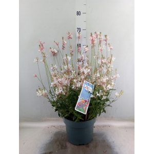 Gaura lindheimeri   ...