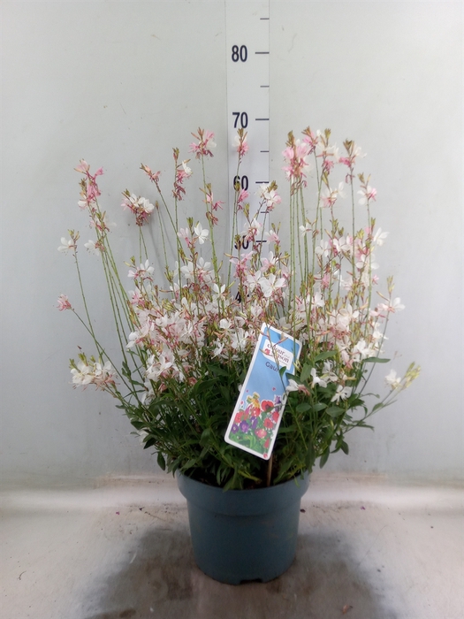 <h4>Gaura lindheimeri   ...</h4>