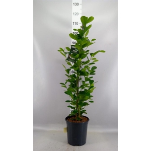 Ficus microcarpa 'Moclame'