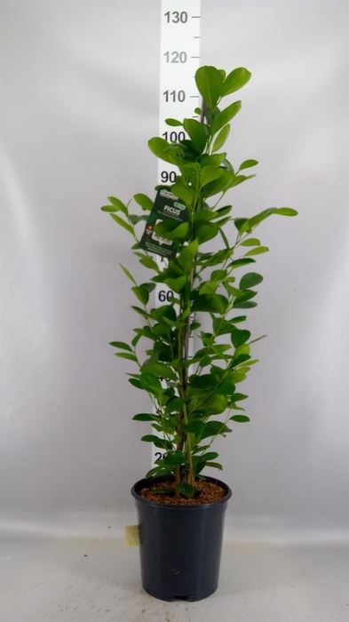 <h4>Ficus microcarpa 'Moclame'</h4>