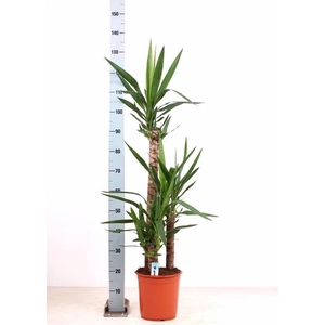 YUCCA