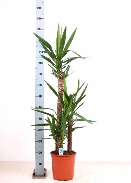 <h4>YUCCA</h4>