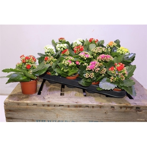 arr8 Kal Ge Ro Gem 6 Kl