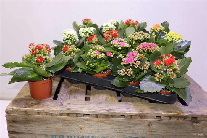 <h4>arr8 Kal Ge Ro Gem 6 Kl</h4>