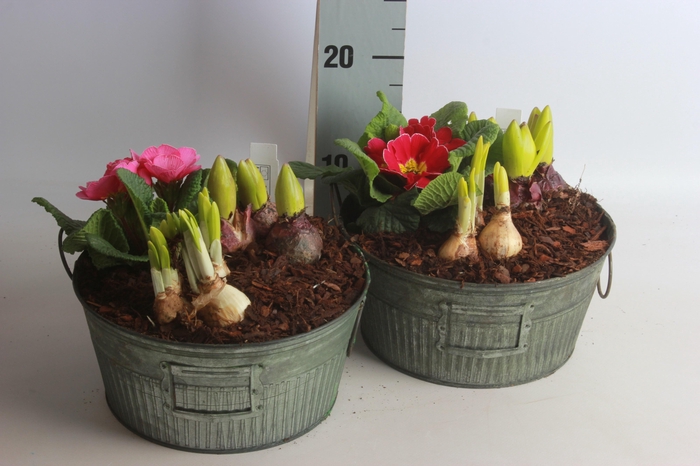 <h4>ARR BOL KNOLGEWAS</h4>