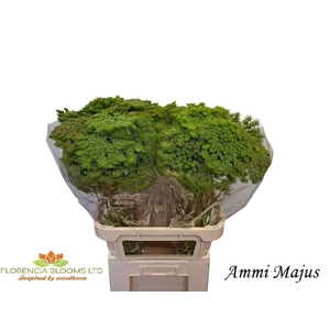 AMMI MAJUS