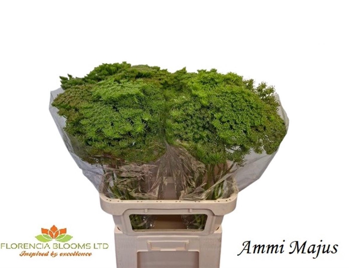 <h4>AMMI MAJUS</h4>