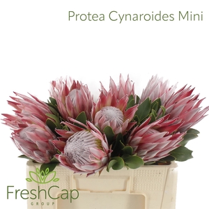 Protea Cynaroides Mini