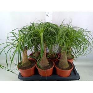 Beaucarnea recurvata