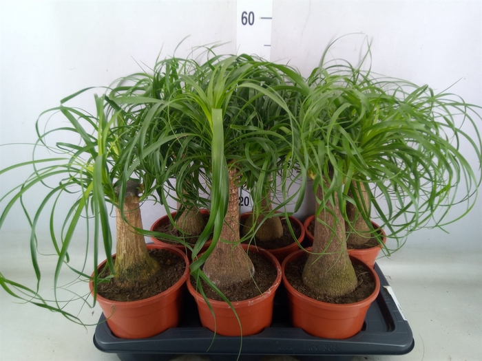 <h4>Beaucarnea recurvata</h4>
