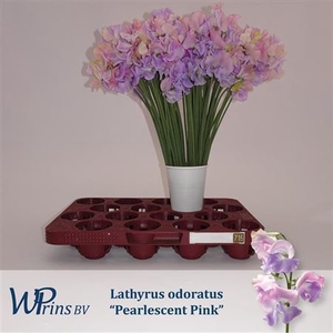 Lathyrus Pearlesc Pink