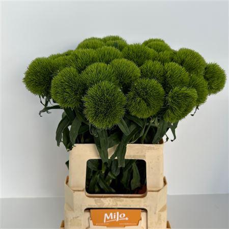 <h4>Di Barb Kiwi Mellow</h4>