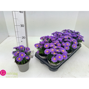 ASTER D AL PURPLE RO