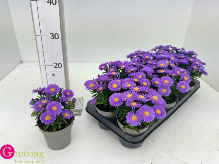 <h4>ASTER D AL PURPLE RO</h4>