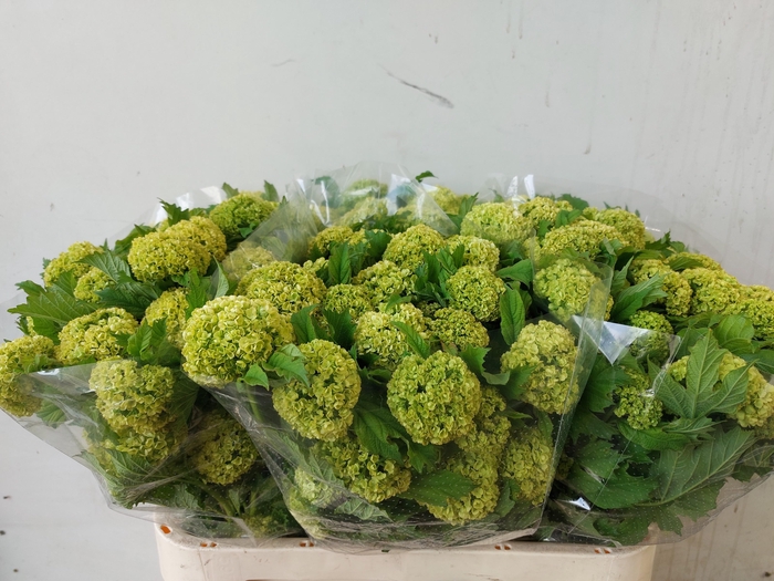 <h4>VIBURNUM ROSEUM ST</h4>