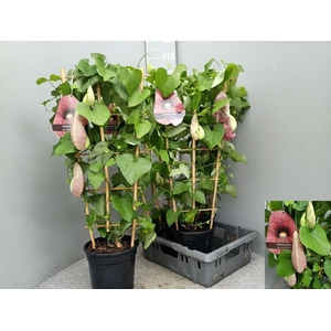 ARISTOL MACROPHYLLA