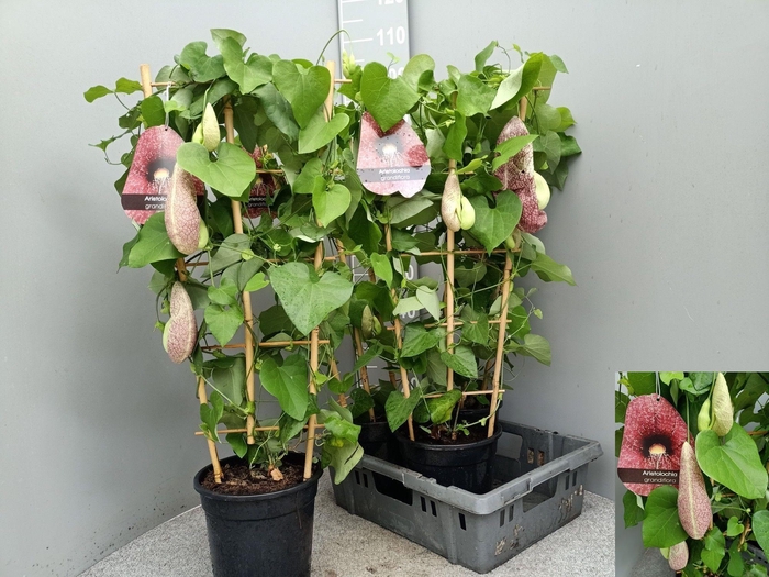 <h4>ARISTOL MACROPHYLLA</h4>