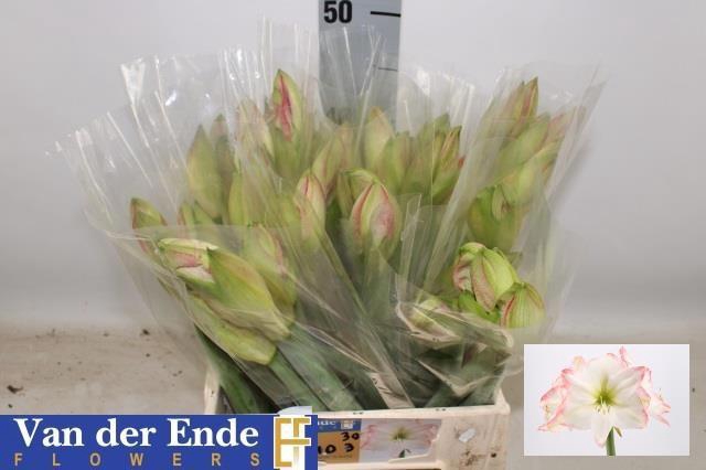 <h4>HIPP GA SOFIA</h4>