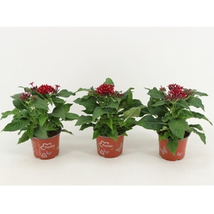 Pentas Graffiti Lipstick