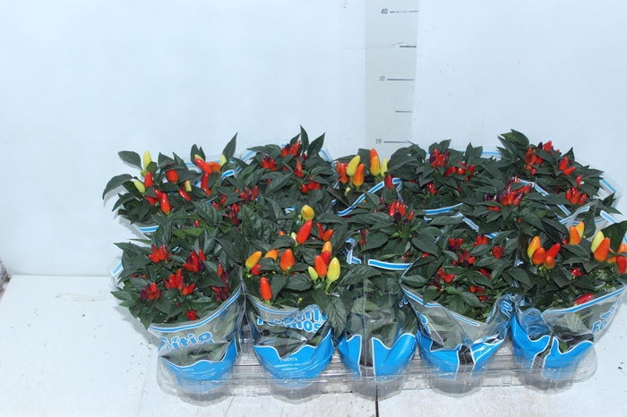 <h4>PIMENTA P11</h4>