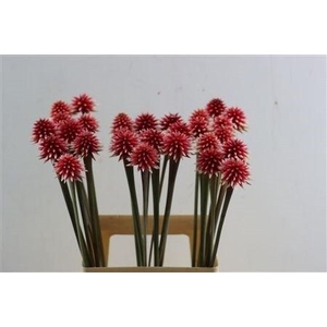 SNIJBLOEMEN OV