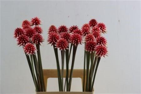 <h4>SNIJBLOEMEN OV</h4>