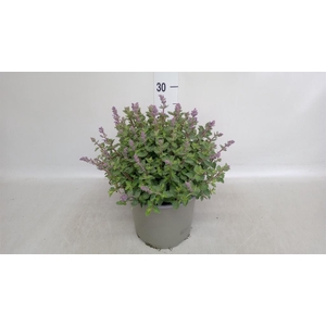 Nepeta faassenii  'Purrsian Blue'