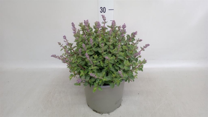<h4>Nepeta faassenii  'Purrsian Blue'</h4>