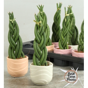 SANSEV CYLINDRICA OV