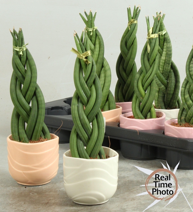 <h4>SANSEV CYLINDRICA OV</h4>