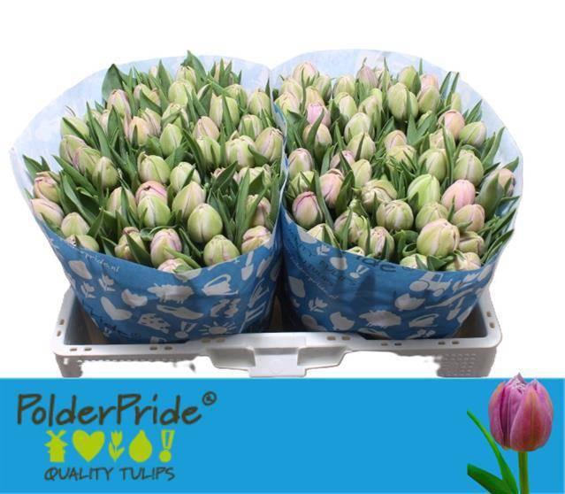 <h4>TU DU KATINKA</h4>