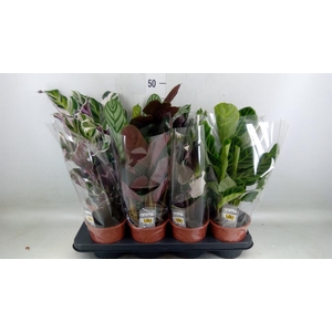 Calathea   ...mix 3