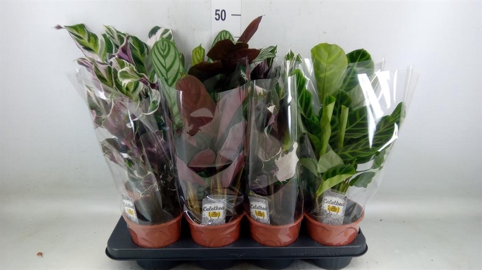 <h4>Calathea   ...mix 3</h4>