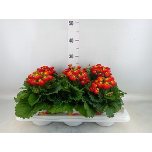 Calceolaria 'Calynopsis Yellow Re'