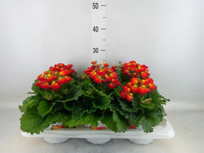 <h4>Calceolaria 'Calynopsis Yellow Re'</h4>