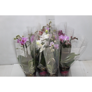 PHALAENOPSIS MINI P09 2 HT PREMIUM