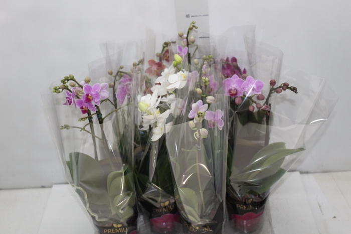 <h4>PHALAENOPSIS MINI P09 2 HT PREMIUM</h4>