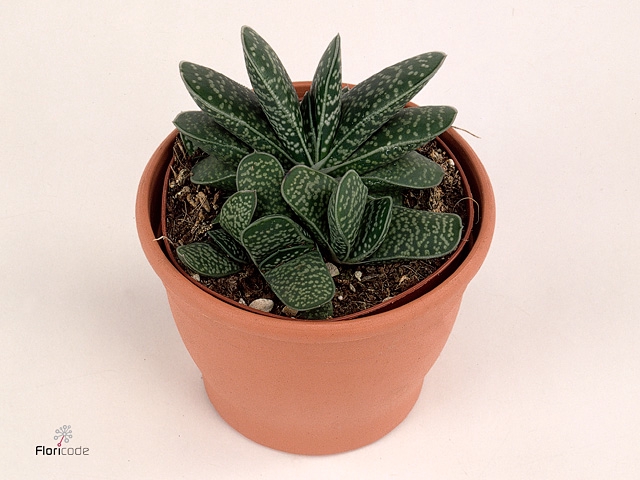 Gasteria  'Minor'