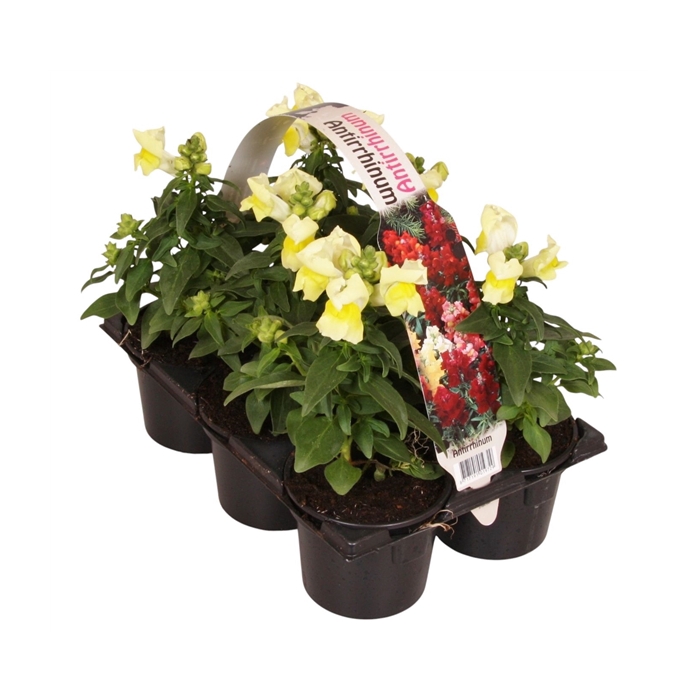 <h4>Antirrhinum majus geel 6p</h4>