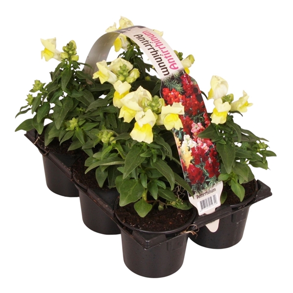 <h4>Antirrhinum majus geel 6p</h4>