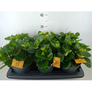 Peperomia obt. 'Burning Bush'