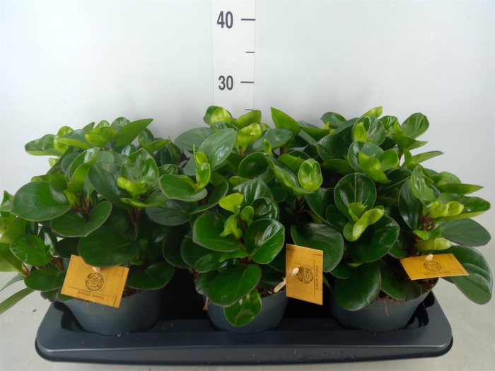 <h4>Peperomia obt. 'Burning Bush'</h4>