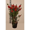 Callis Ci Splendens