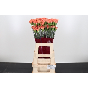 Di St Hermes Orange