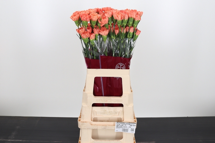 <h4>Di St Hermes Orange</h4>