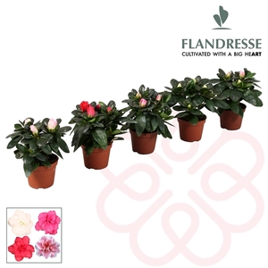 Azalea Flandresse® 'gemengd' baby